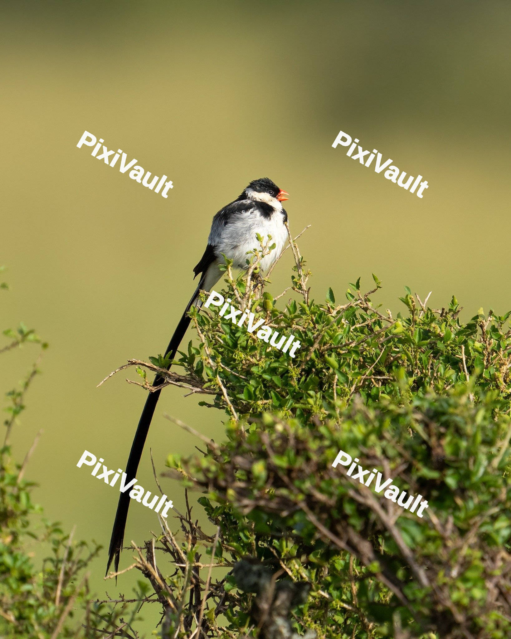 Pin-tailed whydah
